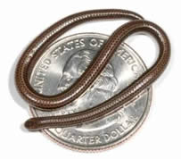 20090528040326-serpiente-mas-pequena.jpg