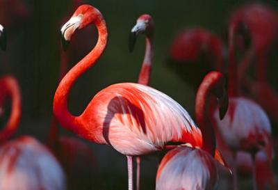 Sab&iacute;as que el color de los flamencos se debe a su comida...?