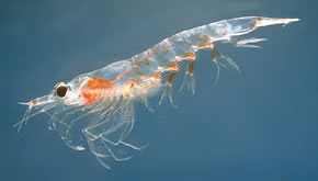 El Krill, el animal m&aacute;s abundante del planeta