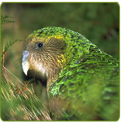 El Kakapo, &uacute;nico loro del mundo que no vuela