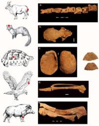 Tumba de hechicera de 12.000 a&ntilde;os de antig&uuml;edad