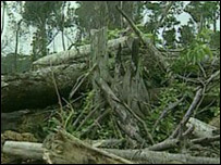 Deforestaci&oacute;n "Cero"